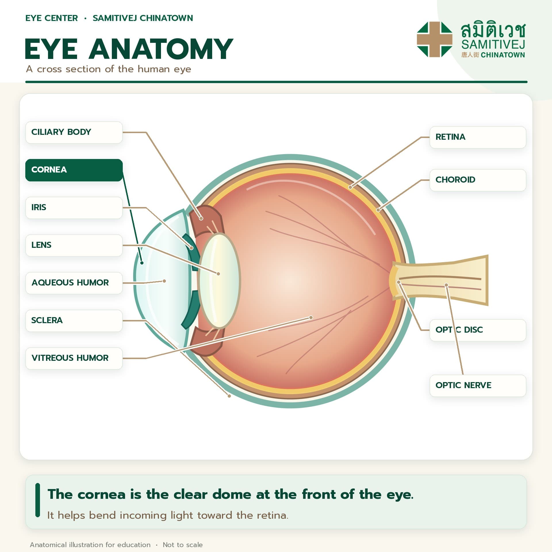 LASIK Procedure eye antomy